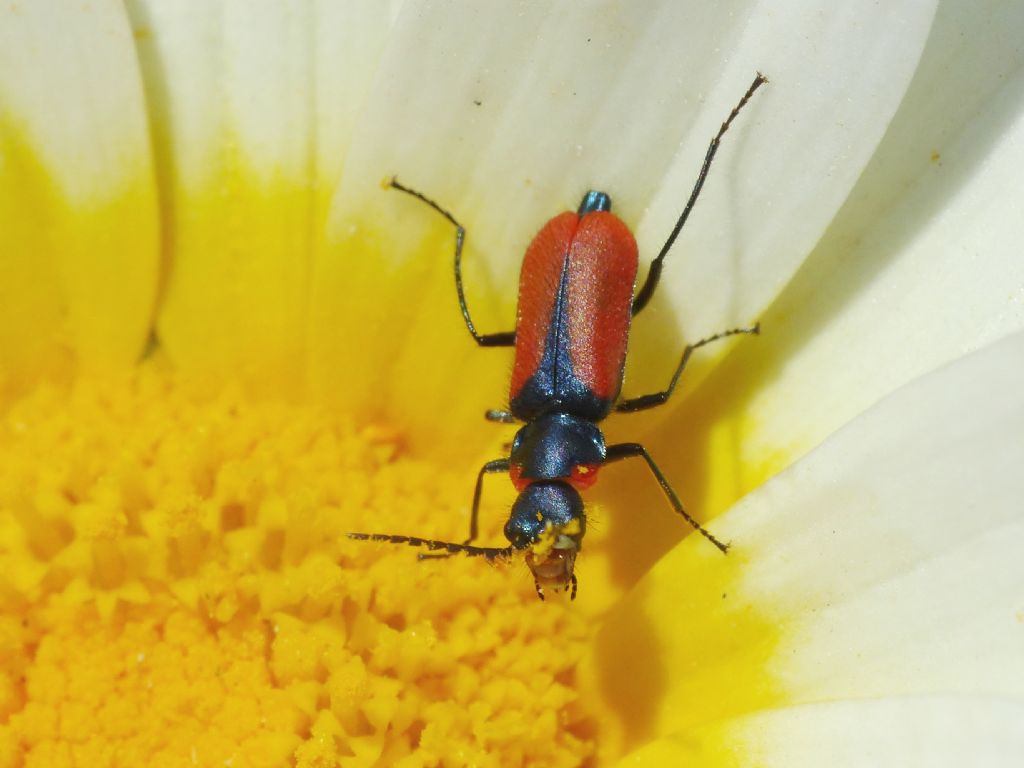 Larve di Malachiidae?